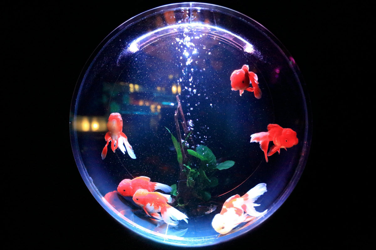 Fish & Aquatics