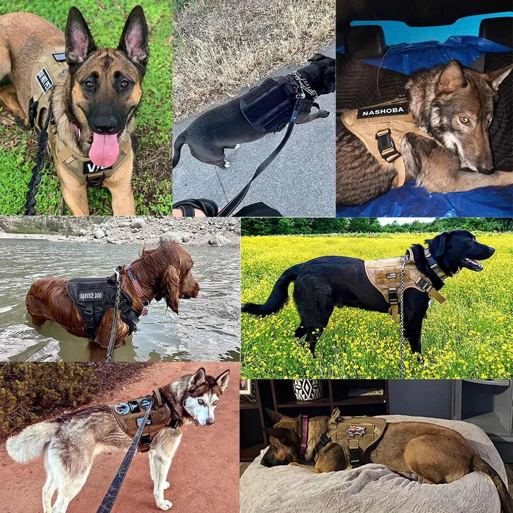 Nylon Dog Harness And Leash Set For Dogs